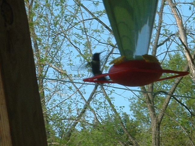 05-03-2003hummingbird.jpg