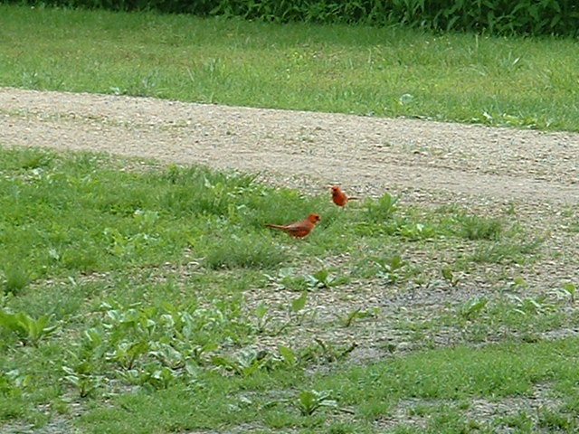 05-09-2003cardinals.jpg