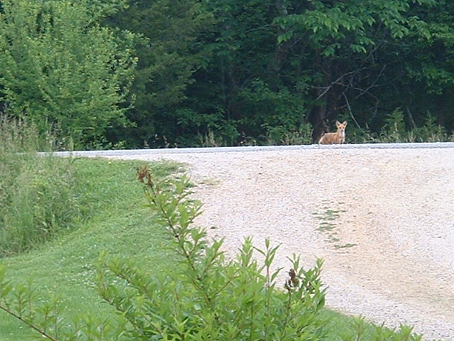 05-24-2003fox.jpg