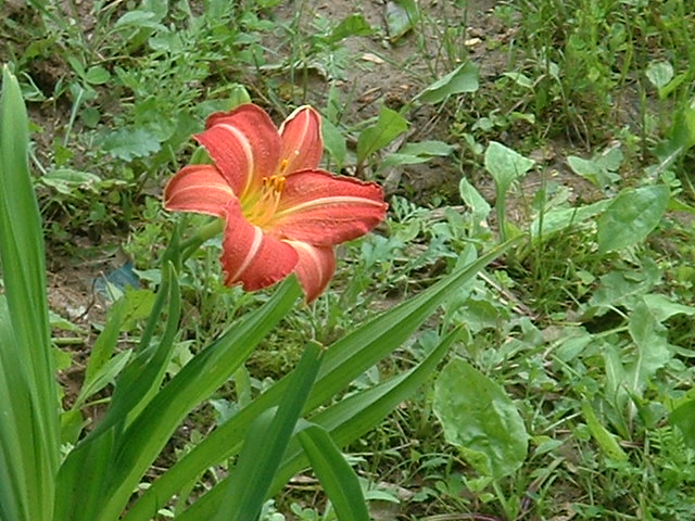 06-04-2003flower.jpg