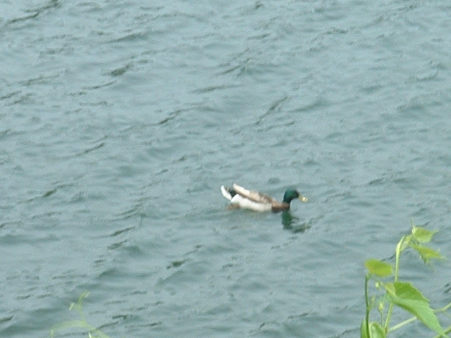 06-10-2003duck.jpg