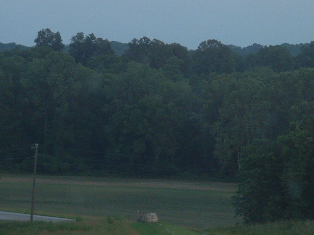 06-15-2003trees.jpg