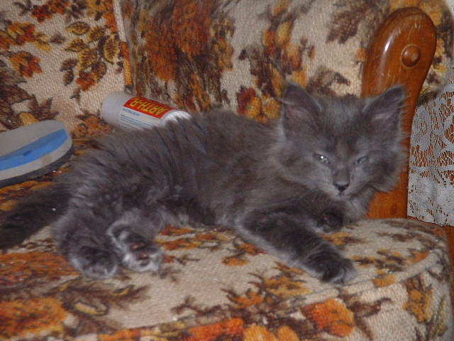 07-06-2003cocoa.jpg