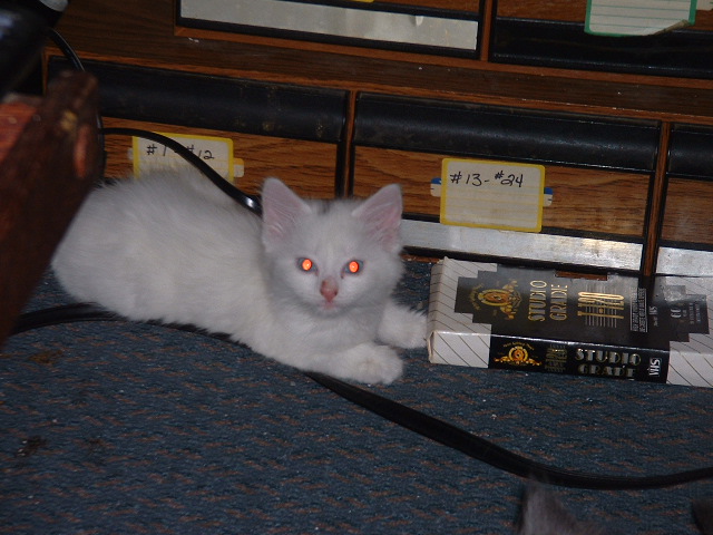 07-06-2003littlespot.jpg