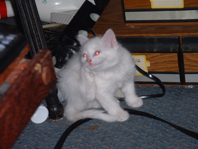 07-06-2003littlespot2.jpg