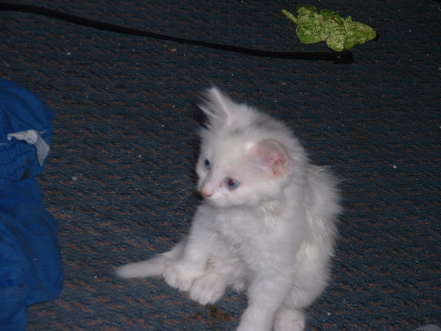 07-06-2003littlespot3.jpg