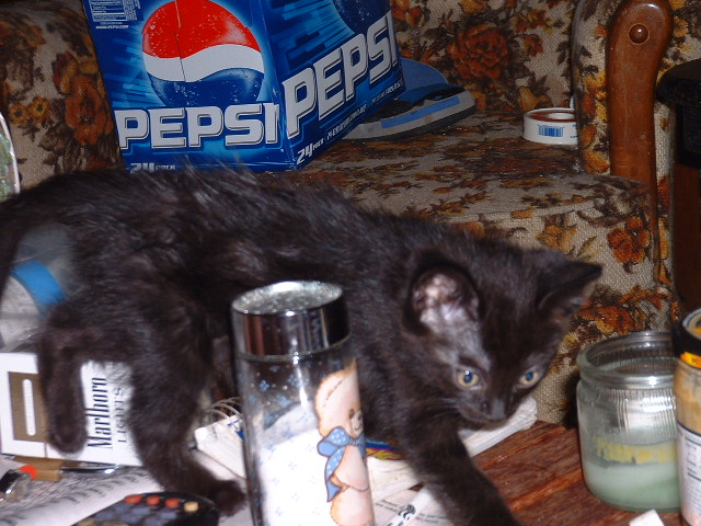 07-06-2003missy.jpg