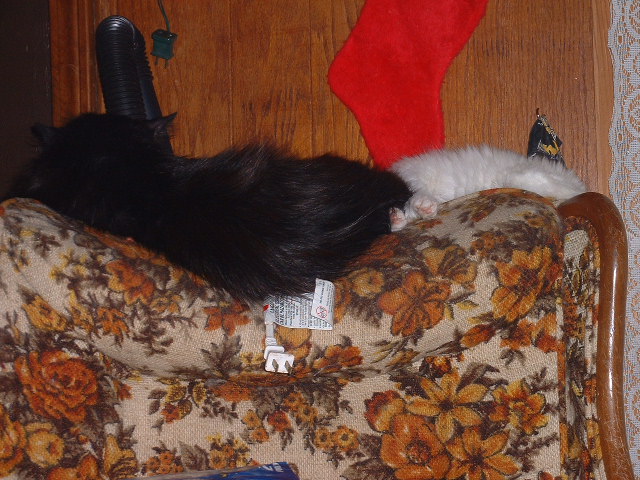 07-06-2003studdmuffinandlittlespot2.jpg