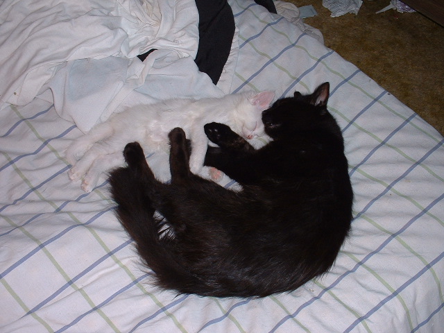 07-09-2003studdmuffinandlittlespot.jpg