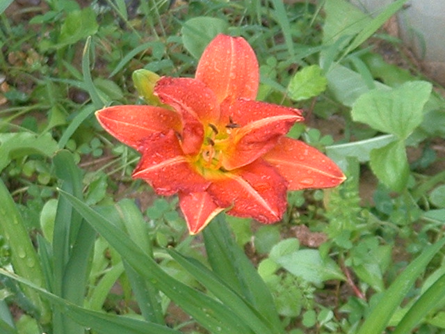 6-10-2003flower2.jpg